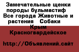 Замечательные щенки породы бульмастиф - Все города Животные и растения » Собаки   . Крым,Красногвардейское